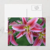 Lily Pink Stargazer Postkarte (Vorne/Hinten)