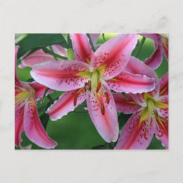 Lily Pink Stargazer Postkarte