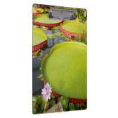 Lily Pond Clipboard Klemmbrett (Rechts)