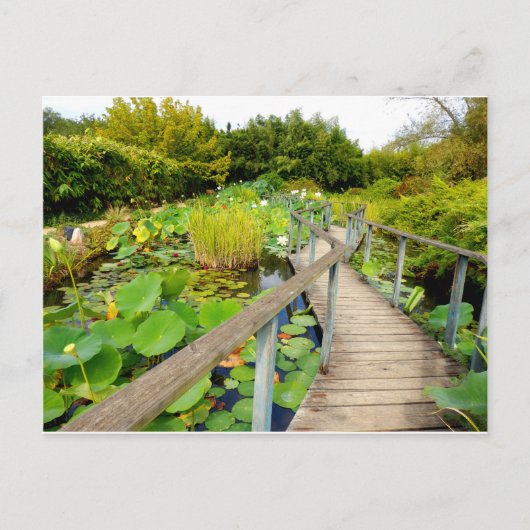 Lily Pond Postcard Postkarte (Vorderseite)