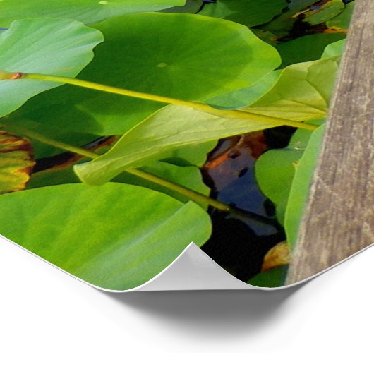 Lily Pond Poster (Ecke)