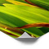 Lily Pond Poster (Ecke)