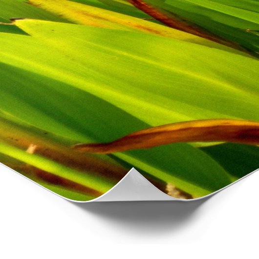 Lily Pond Poster (Ecke)