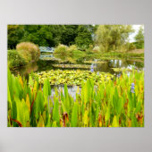 Lily Pond Poster (Vorne)