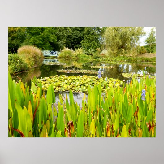 Lily Pond Poster (Vorne)