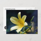 Lily Postcard Postkarte (Vorne/Hinten)