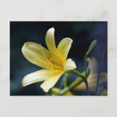 Lily Postcard Postkarte (Vorderseite)