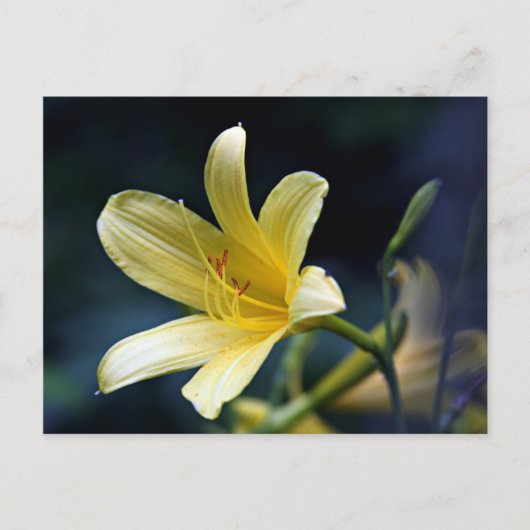 Lily Postcard Postkarte (Vorderseite)