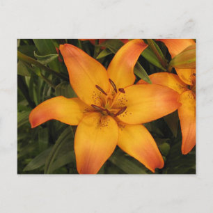 Lily Postcard Postkarte