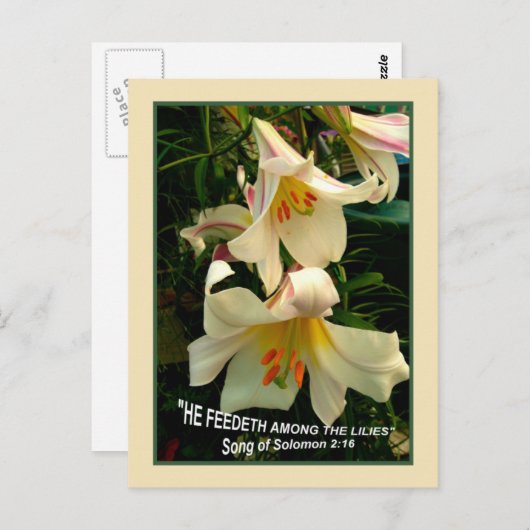 LILY Postcard Postkarte (Vorne/Hinten)