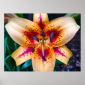 Lily, Poster (Vorne)