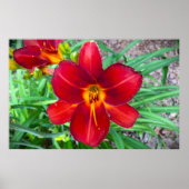 Lily, Poster (Vorne)