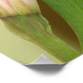 Lily Poster (Ecke)