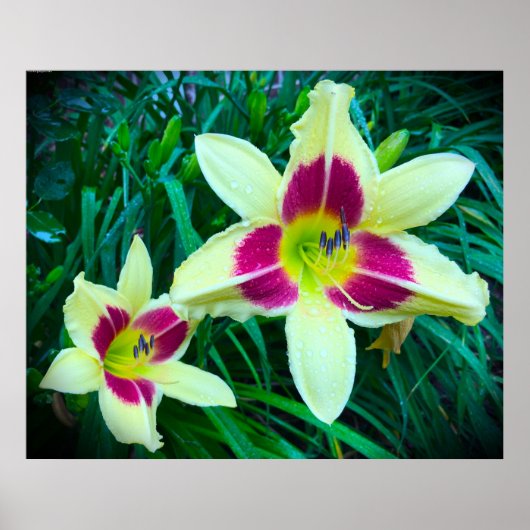 Lily, Poster (Vorne)