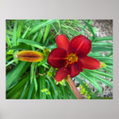 Lily, Poster (Vorne)