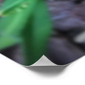 Lily, Poster (Ecke)