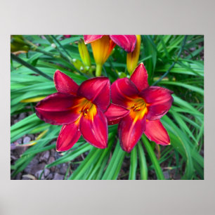 Lily, Poster