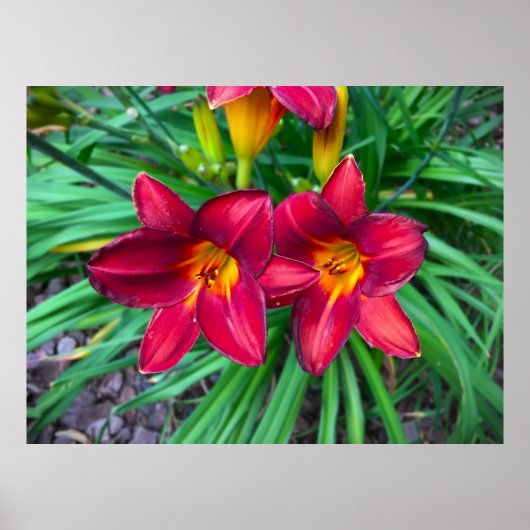 Lily, Poster (Vorne)