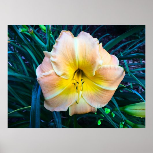 Lily, Poster (Vorne)