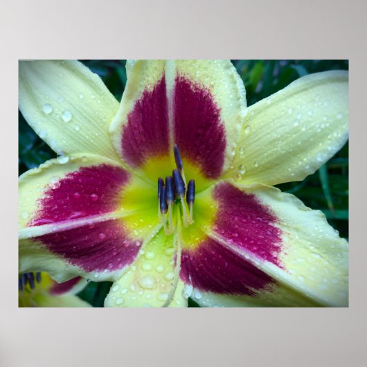 Lily, Poster (Vorne)