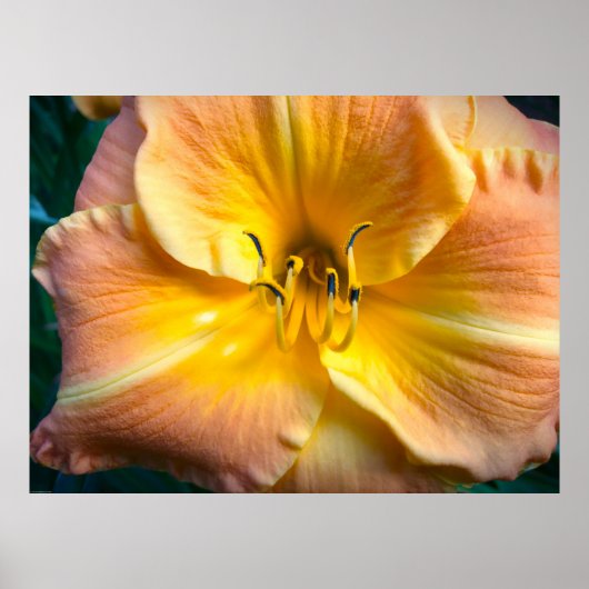 Lily, Poster (Vorne)