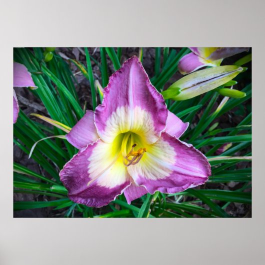 Lily, Poster (Vorne)