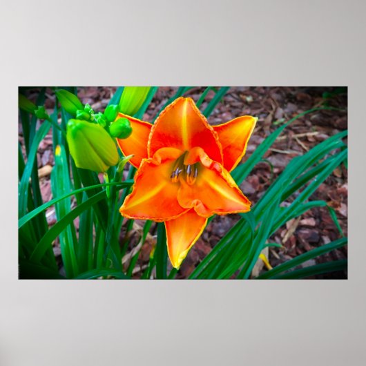 Lily, Poster (Vorne)