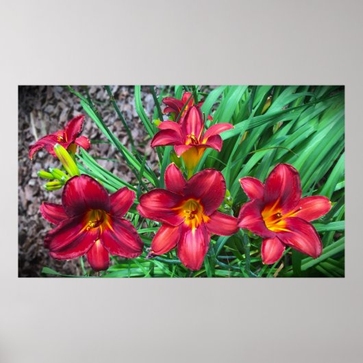 Lily, Poster (Vorne)