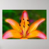 Lily Poster (Vorne)