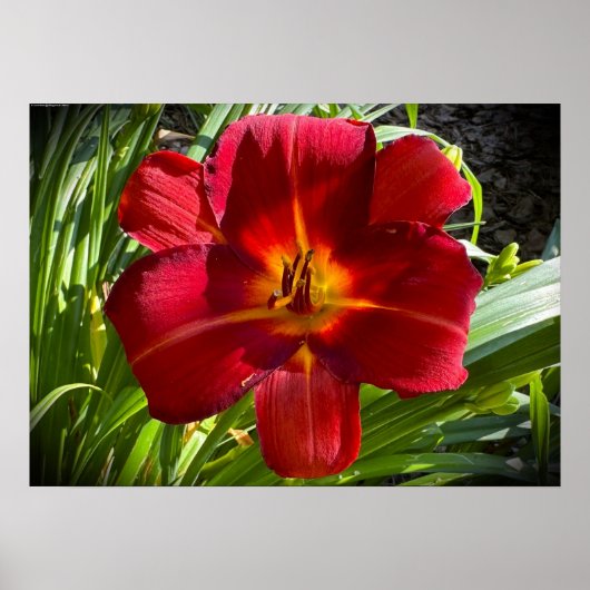 Lily, Poster (Vorne)