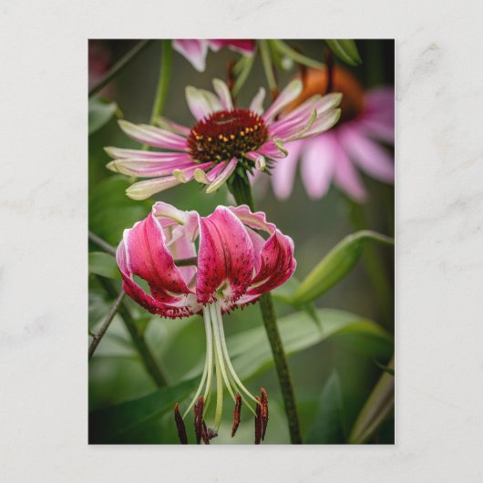 Lily postkarte (Vorderseite)