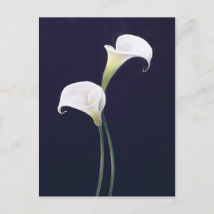 Lily Postkarte