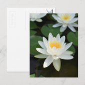 Lily Postkarte (Vorne/Hinten)