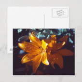 Lily | Postkarte (Vorne/Hinten)
