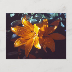 Lily   Postkarte