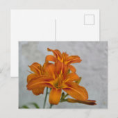 Lily Postkarte (Vorne/Hinten)