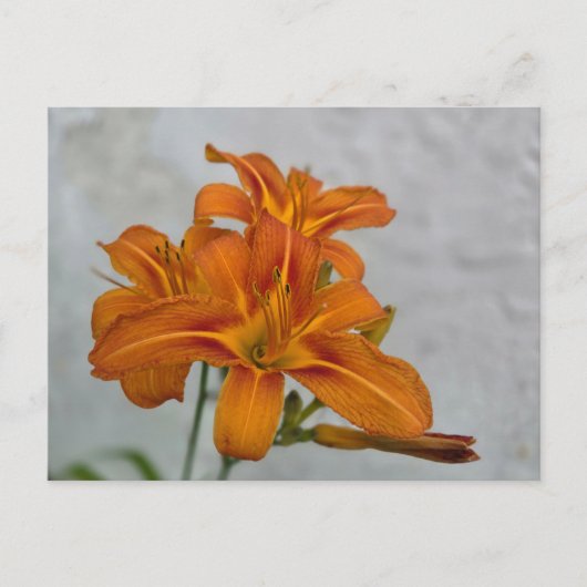 Lily Postkarte (Vorderseite)
