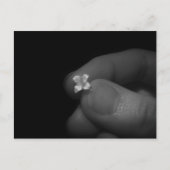 Lily Postkarte (Vorderseite)