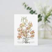 Lily Postkarte (Stehend Vorderseite)