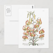 Lily Postkarte (Vorne/Hinten)