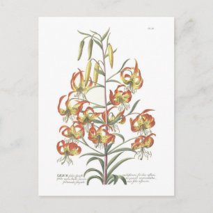 Lily Postkarte
