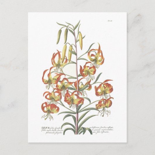 Lily Postkarte (Vorderseite)
