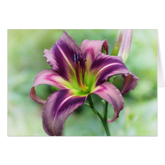 Lily Star - Taglilie (Vorderseite (Horizontal))