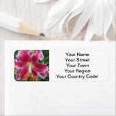 Lily Stargazer Lila Blume (Insitu)