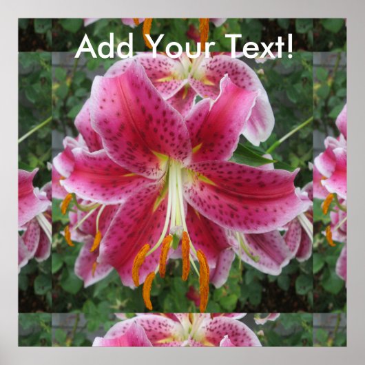 Lily Stargazer Lila Blume Poster (Vorne)