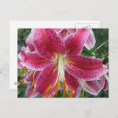 Lily Stargazer Lila Blume Postkarte (Vorne/Hinten)