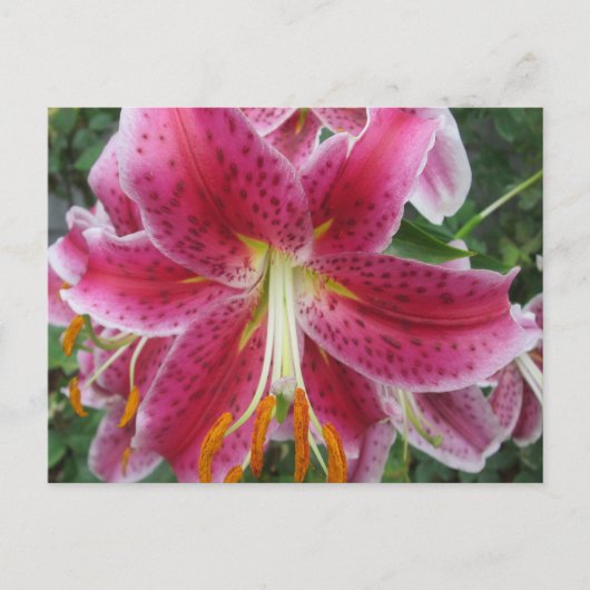 Lily Stargazer Lila Blume Postkarte (Vorderseite)