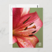 Lily vertikale Postkarte (Vorne/Hinten)