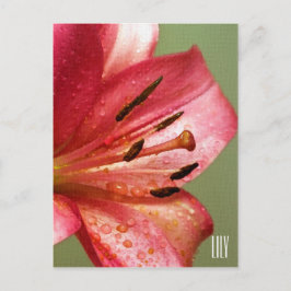 Lily vertikale Postkarte