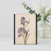 Lily von Jacques de Morgues Postkarte (Stehend Vorderseite)